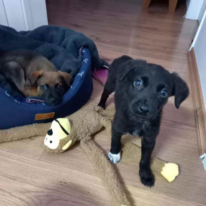 Cachorro raça SRD idade 2 a 6 meses nome Pingado