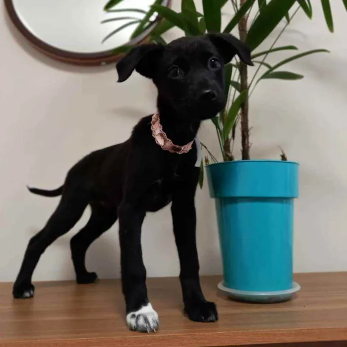 Cachorro raça SRD idade 2 a 6 meses nome Lua