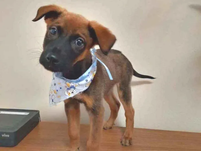 Cachorro raça SRD idade 2 a 6 meses nome Pingado