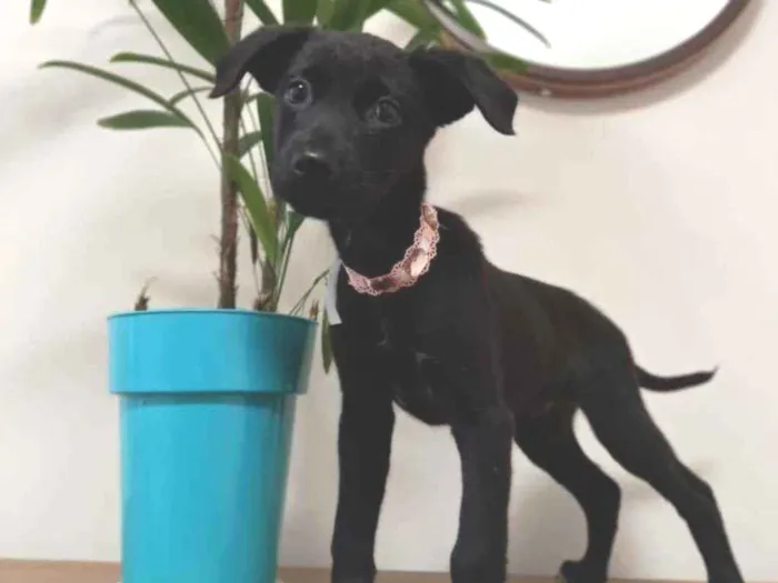 Cachorro raça SRD idade 2 a 6 meses nome Lua