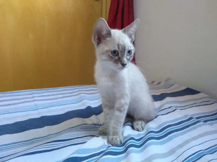 Gato raça SRD-ViraLata idade 2 a 6 meses nome Reiner 