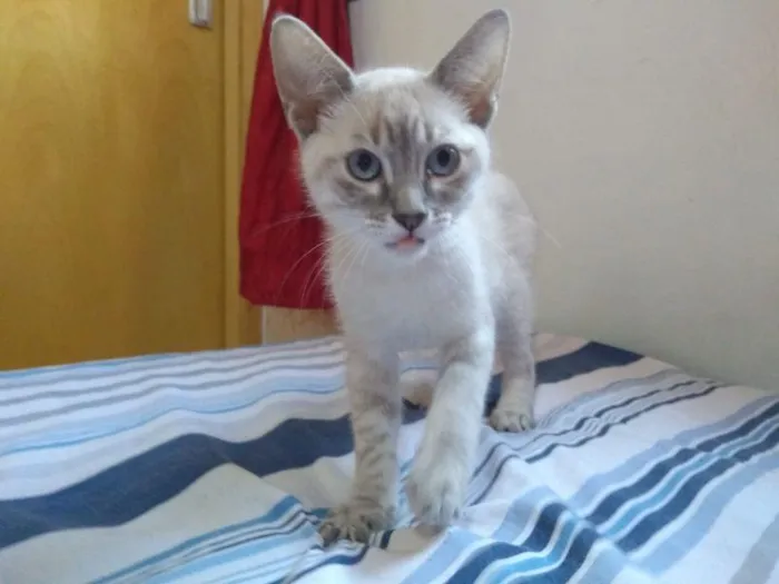 Gato raça SRD-ViraLata idade 2 a 6 meses nome Reiner 