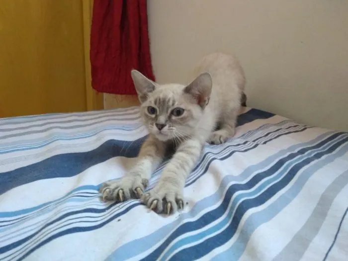 Gato raça SRD-ViraLata idade 2 a 6 meses nome Reiner 