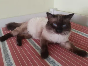 Gato raça SRD-ViraLata idade 2 anos nome Beto Pera 