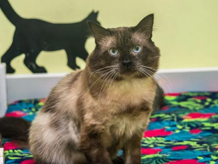 Gato raça SRD-ViraLata idade 2 anos nome Beto Pera 