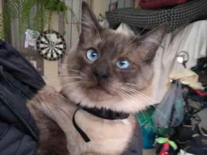 Gato raça Siames idade 1 ano nome Pako