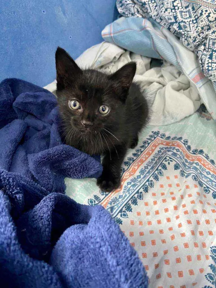 Gato ra a SRD idade Abaixo de 2 meses nome Odin