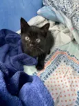 Odin