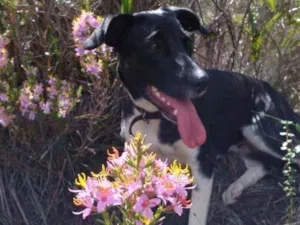 Cachorro raça SRD idade 7 a 11 meses nome Terra