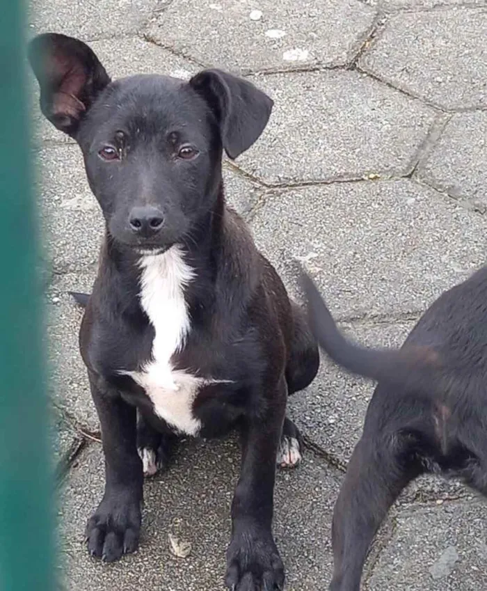 Cachorro ra a  idade 2 a 6 meses nome Não sei 