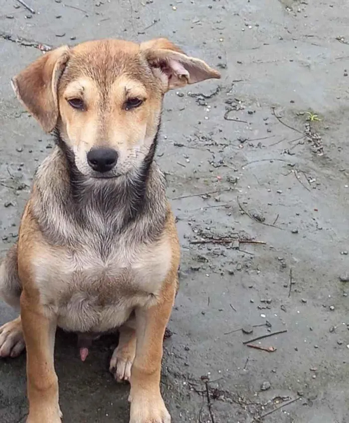 Cachorro ra a  idade 2 a 6 meses nome Não sei 