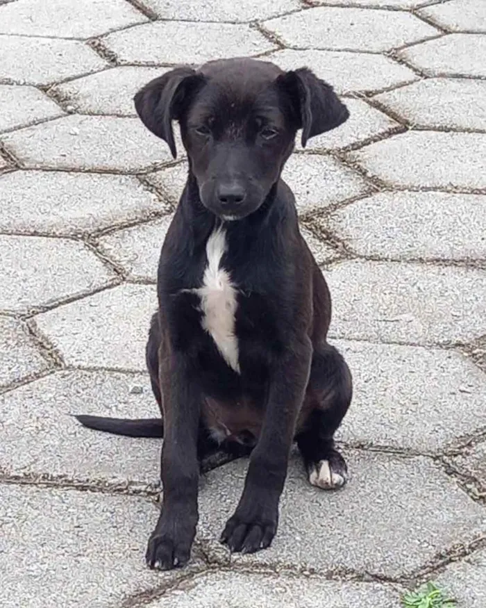 Cachorro ra a  idade 2 a 6 meses nome Não sei 