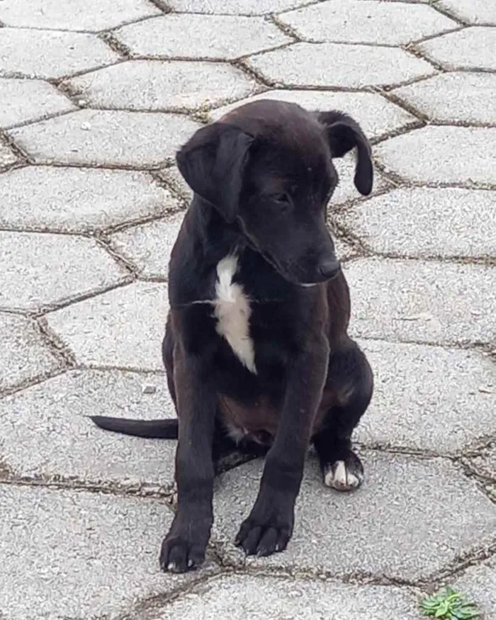 Cachorro ra a  idade 2 a 6 meses nome Não sei 