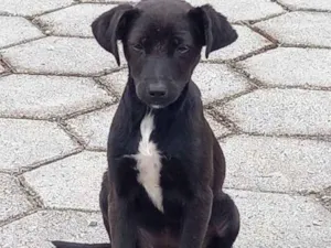 Cachorro raça  idade 2 a 6 meses nome Não sei 