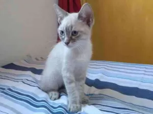 Gato raça SRD-ViraLata idade 2 a 6 meses nome Reiner 