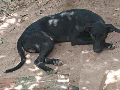 Cachorro ra a Vira lata idade 7 a 11 meses nome Sem nome