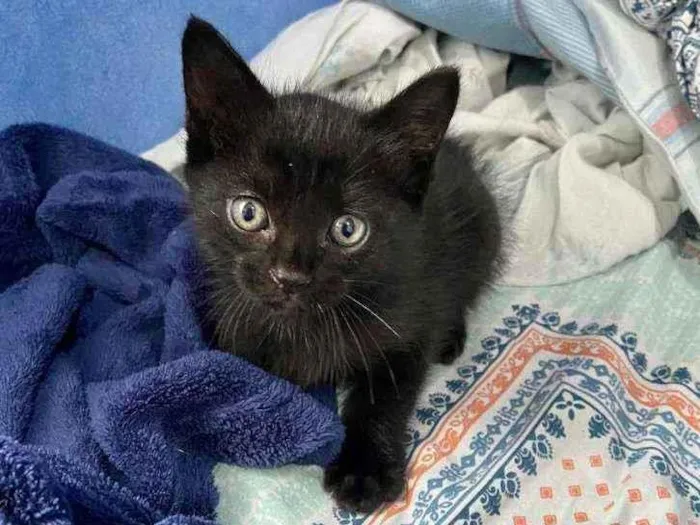 Gato ra a SRD idade Abaixo de 2 meses nome Odin