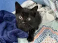 Odin