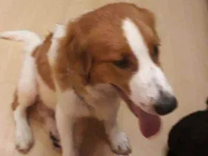 Cachorro raça Mix de Golden Retriever idade 2 a 6 meses nome João 