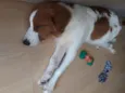 João
