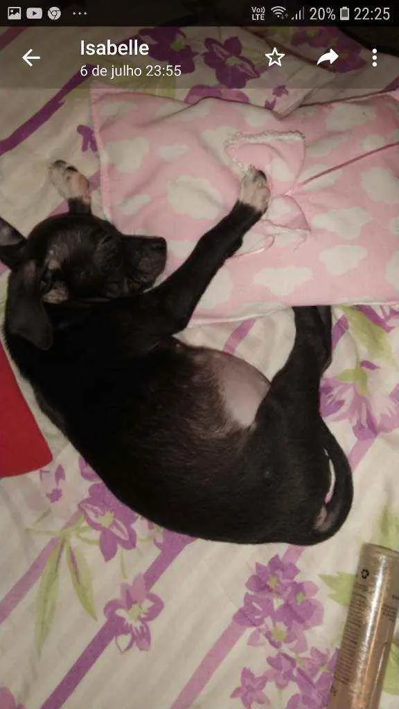 Cachorro ra a Mix de Labrador  idade 7 a 11 meses nome Pandora