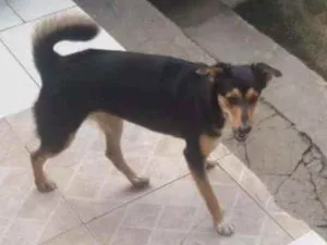 Cachorro raça SRD - Mix de Pastor  idade 1 ano nome Maju