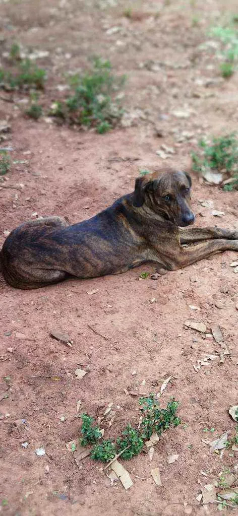 Cachorro ra a  idade 2 anos nome Fiona