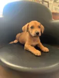 Bob