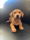 Bob
