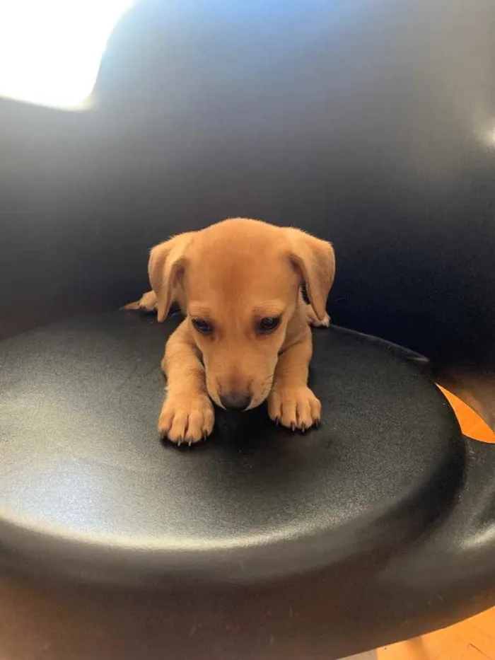 Cachorro ra a SRD idade 2 a 6 meses nome Bob