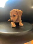 Bob