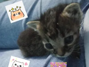Gato raça Não sei idade Abaixo de 2 meses nome Miya