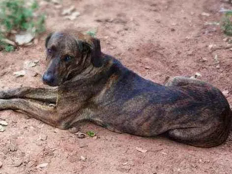 Cachorro ra a  idade 2 anos nome Fiona