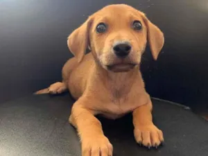 Cachorro raça SRD idade 2 a 6 meses nome Bob