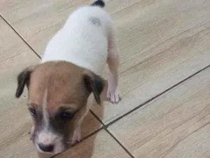 Cachorro raça Vira lata idade Abaixo de 2 meses nome Pequeninho