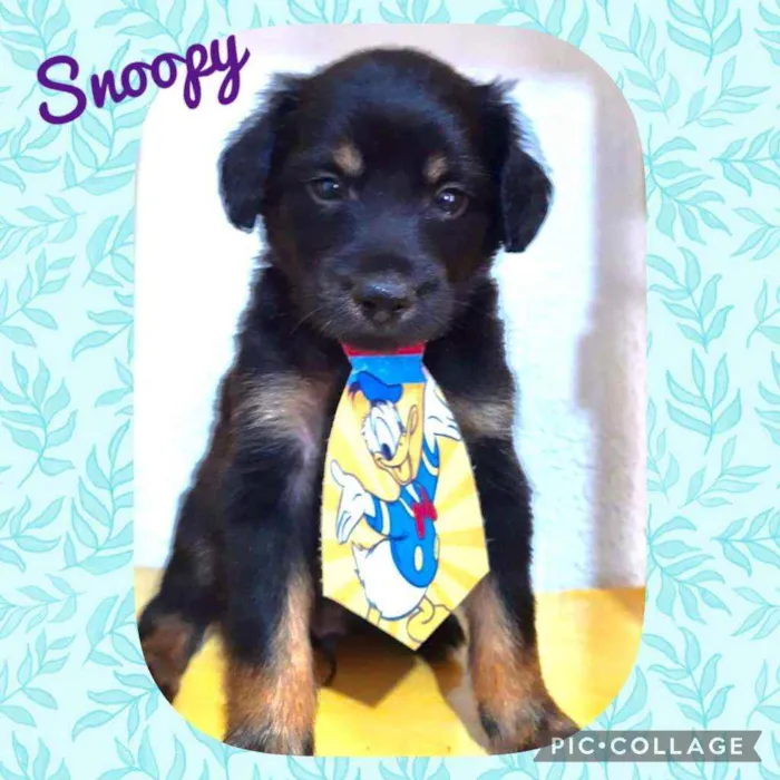 Cachorro raça SRD  idade Abaixo de 2 meses nome Snoopy