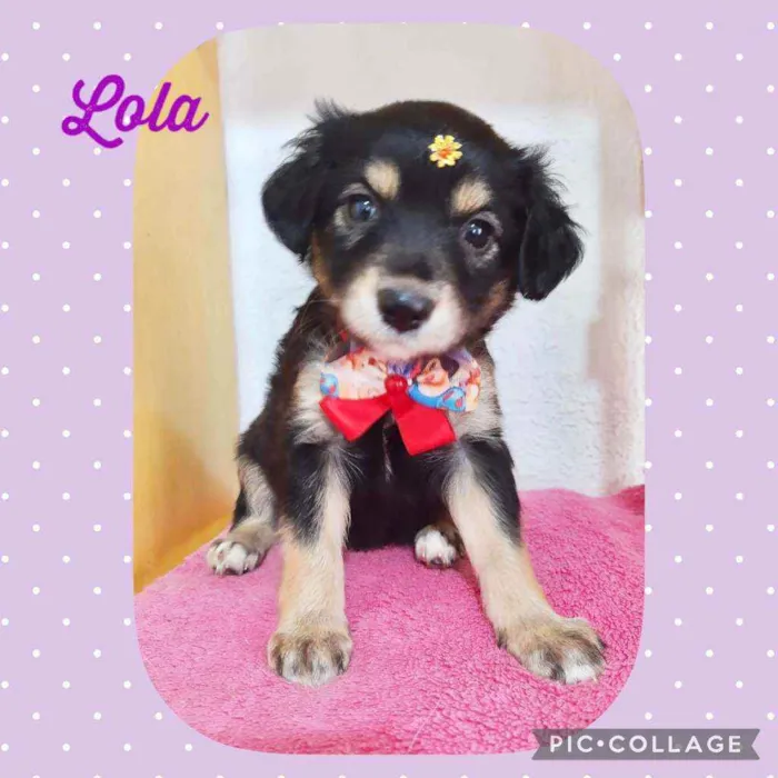 Cachorro raça SRD  idade Abaixo de 2 meses nome Lola