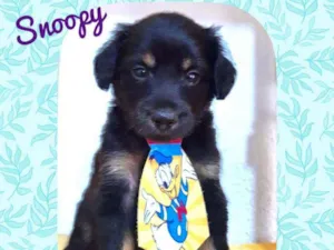 Cachorro raça SRD  idade Abaixo de 2 meses nome Snoopy