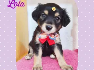 Cachorro raça SRD  idade Abaixo de 2 meses nome Lola