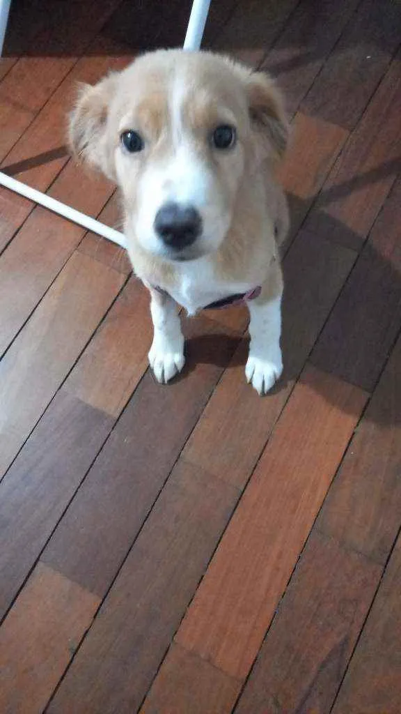 Cachorro ra a Indefinida idade 2 a 6 meses nome Luisa