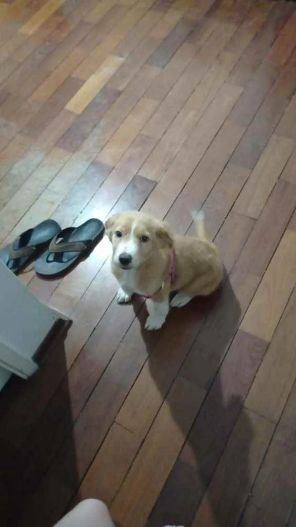 Cachorro ra a Indefinida idade 2 a 6 meses nome Luisa
