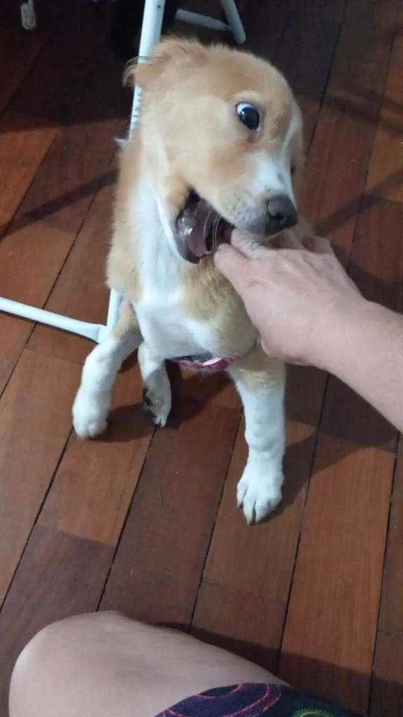 Cachorro ra a Indefinida idade 2 a 6 meses nome Luisa
