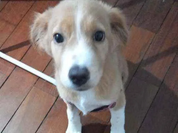 Cachorro ra a Indefinida idade 2 a 6 meses nome Luisa