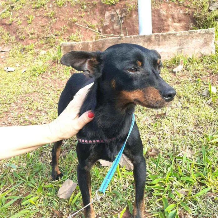 Cachorro raça Mestiço  ( pinscher) idade 1 ano nome Sushi 