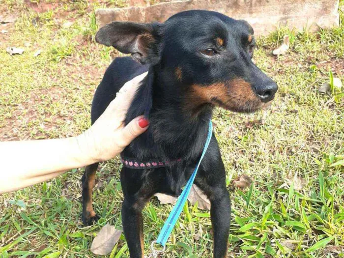 Cachorro raça Mestiço  ( pinscher) idade 1 ano nome Sushi 