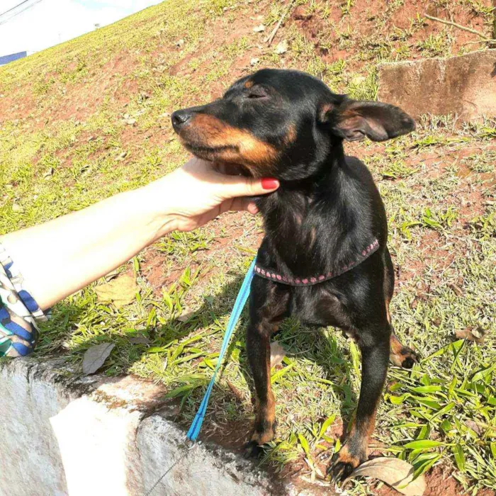 Cachorro raça Mestiço  ( pinscher) idade 1 ano nome Sushi 