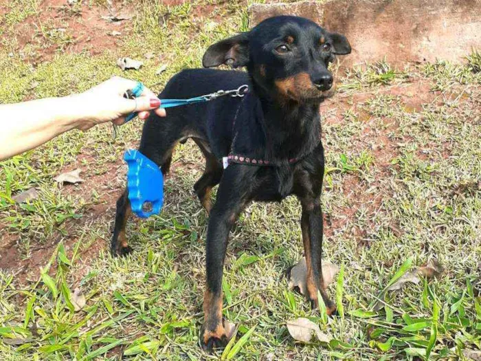 Cachorro raça Mestiço  ( pinscher) idade 1 ano nome Sushi 