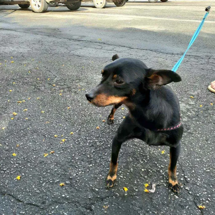 Cachorro raça Mestiço  ( pinscher) idade 1 ano nome Sushi 