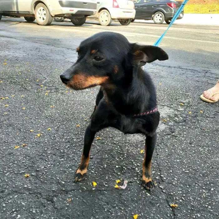 Cachorro raça Mestiço  ( pinscher) idade 1 ano nome Sushi 