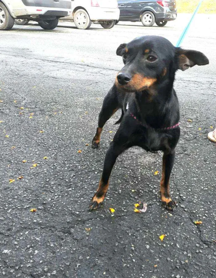 Cachorro raça Mestiço  ( pinscher) idade 1 ano nome Sushi 